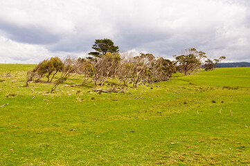 Wind-swept pastures - Bay of Fires, Tasmania, Australia