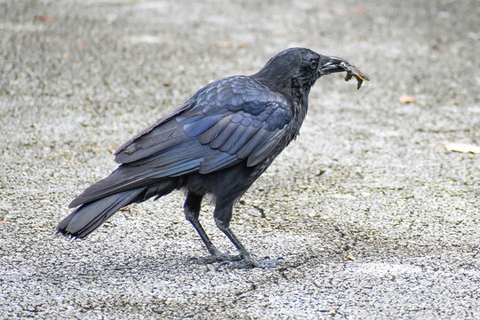 Raven eating a baby Florida cooter turtle in the middle of the path in Shark Valley