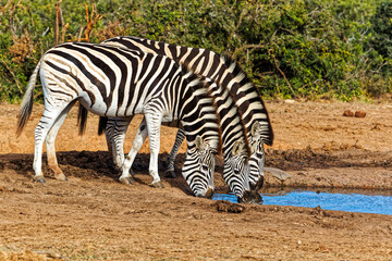 Obraz na płótnie Canvas Three Zebra, side by side, drinking from waterhole
