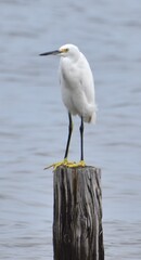 Snowy white egret