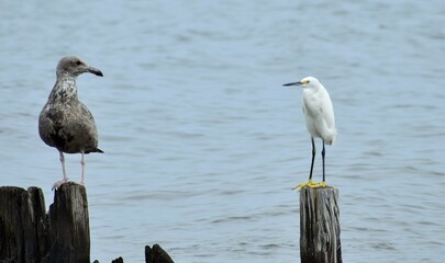 Snowy white egret