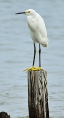 Snowy white egret