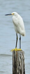 Snowy white egret