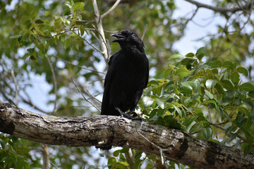 Fototapeta premium Raven eating a baby turtle on a branch