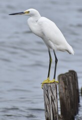 Snowy white egret