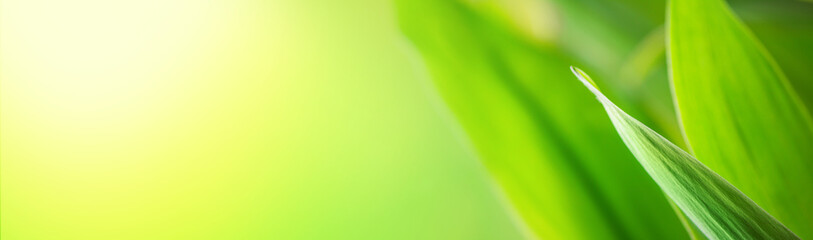 Summer spring background - green leaf in a meadow, selective focus close-up. Natural banner with free copy space for text
