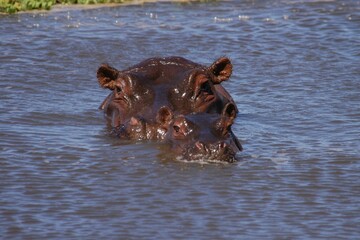 Hippo family living in Masai Mara, Kenya