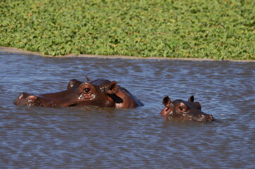 Fototapeta premium Hippo family living in Masai Mara, Kenya