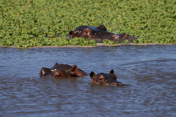 Fototapeta premium Hippo family living in Masai Mara, Kenya