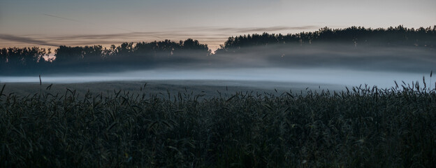 Morning fog at the field