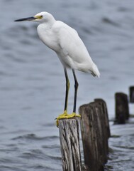 Snowy white egret