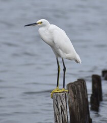 Snowy white egret