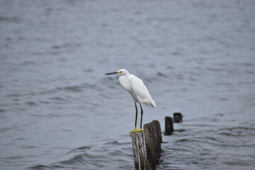 Snowy white egret