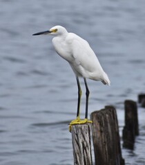 Snowy white egret
