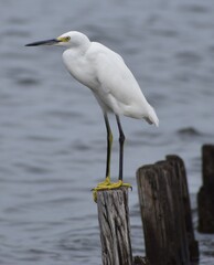 Snowy white egret