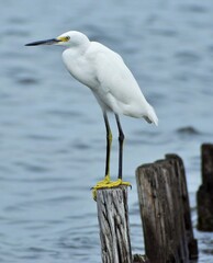 Snowy white egret
