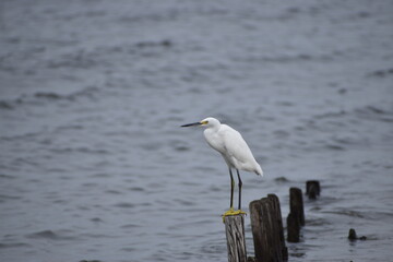 Snowy white egret