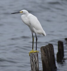 Snowy white egret