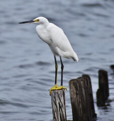 Snowy white egret