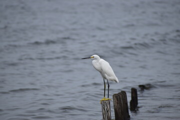 Snowy white egret