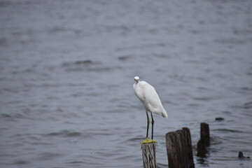 Snowy white egret