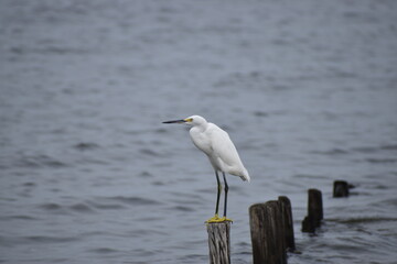 Snowy white egret