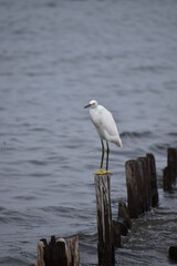 Snowy white egret