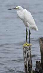 Snowy white egret