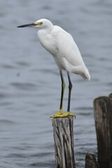 Snowy white egret