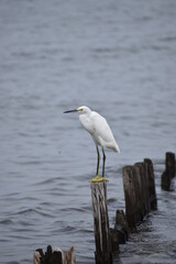 Snowy white egret