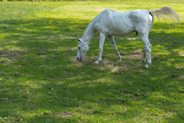 A white adult horse freely grazing grass in open pasture 
