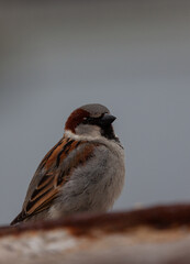 Sparrow at cloudy day