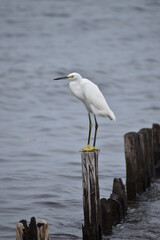 Snowy white egret