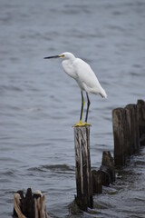 Snowy white egret