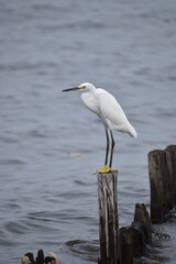 Snowy white egret