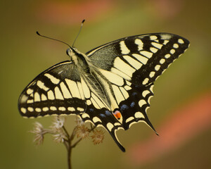 butterfly on a flower