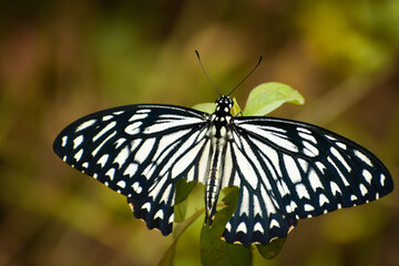 butterfly on leaf
