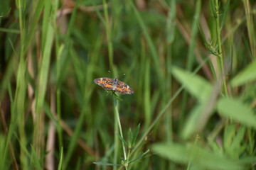 phaon crescent aka mat plant crescent butterfly