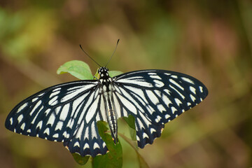 butterfly on leaf