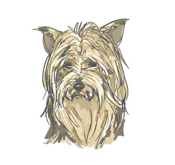 ヨークシャーテリア