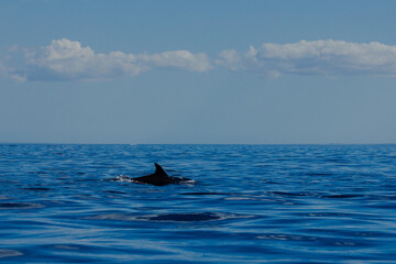 Fototapeta premium Toninas en el Golfo de California