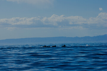 Toninas en el Golfo de California