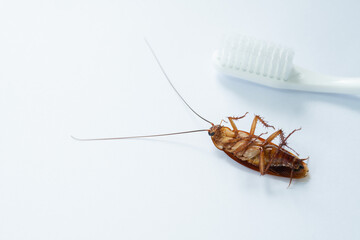 cockroaches on the toothbrush, dirty animal

