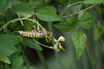 Giant Lubber grasshopper eating a leaf