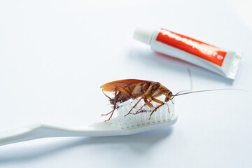 cockroaches on the toothbrush, dirty animal
