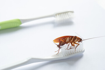 cockroaches on the toothbrush, dirty animal
