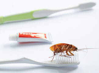 cockroaches on the toothbrush, dirty animal
