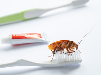 cockroaches on the toothbrush, dirty animal
