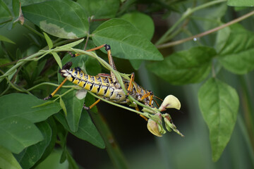 Giant Lubber grasshopper eating a leaf