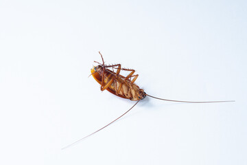 dead cockroach on white background

